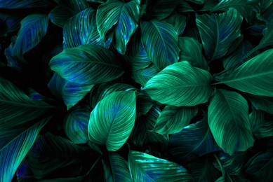 spathiphyllum cannifolium leaf concept, dark green abstract texture, natural background, tropical leaves in asia and thailand