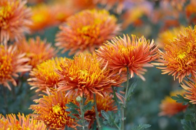 beautiful chrysanthemums in garden. flowers as background picture. chrysanthemum wallpaper. 