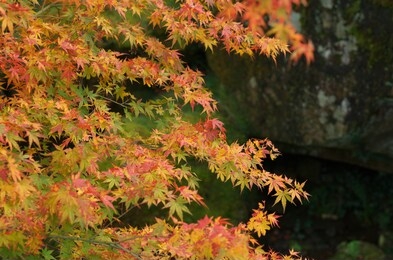 the red and yellow leaves are very beautiful.