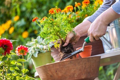 gardeners hand planting flowers in pot with dirt or soil