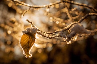 leaves and branches in cold weather with frost and small icicles lit by winter sun. detail on small brown leaf. twigs with frost backlit with sun.