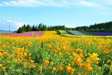 irodori field, tomita farm, furano, japan. it is the famous and beautiful flower fields in hokkaido.