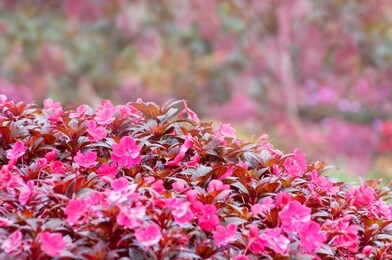 pink and red floral in garden, flower color nature background - image