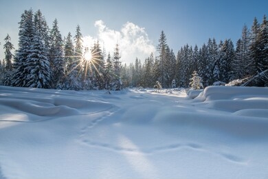 sun and snow  in the forest