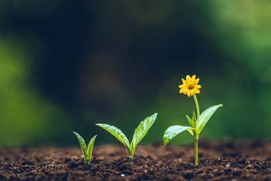 growth tree young plant natural green background