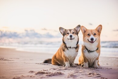 two welsh corgi pembroke dogs sitting next to each other on the beach at the seaside, very happy during vacations