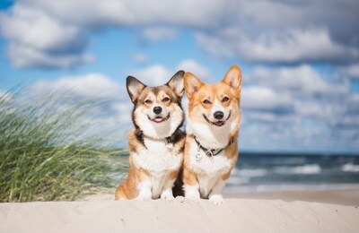 two welsh corgi pembroke dogs sitting next to each other on the beach at the seaside, very happy during vacations