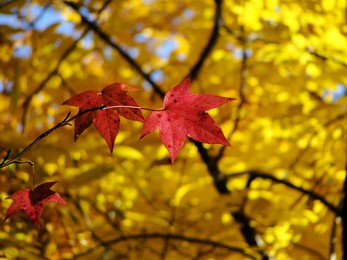 red leaves in the fall.
