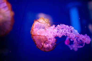 beautiful jellyfish, medusa in the neon light with the fishes. aquarium with blue jellyfish and lots of fish. making an aquarium with corrals and ocean wildlife. underwater life in ocean jellyfish.