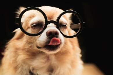cute brown chihuahua dog wear round black glasses and neck tie nerd dog on black color background