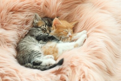cute little kittens sleeping on pink furry blanket