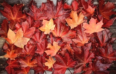 autumn background forest with maple red yellow leaves  