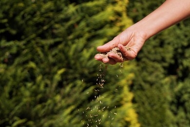 female hand sowing grass seeds. sowing grain.