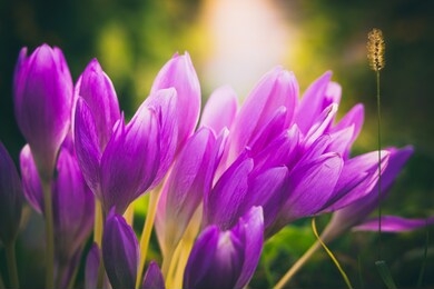 colchicum autumnale or autumn crocus close up at sunset. beautiful floral background, autumn flowers
