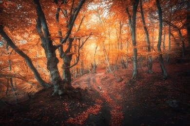 orange forest with trail in fog in autumn. colorful landscape with beautiful enchanted trees with yellow and red leaves in fall. amazing scene with mystical foggy forest. fairy woodland. nature