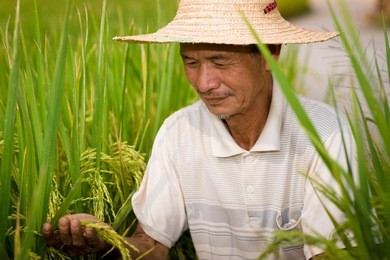 chinese senior male peasant in the rice filed