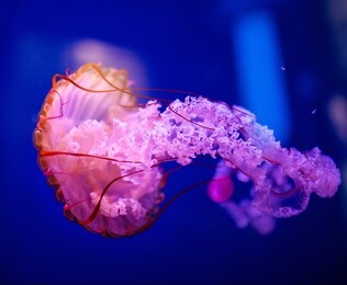beautiful jellyfish, medusa in the neon light with the fishes. aquarium with blue jellyfish and lots of fish. making an aquarium with corrals and ocean wildlife. underwater life in ocean jellyfish.
