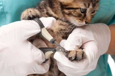 veterinarian cuts claws to a small kitten close-up
