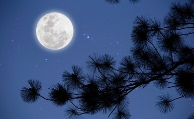 full moon with starry over pine  branches . romantic night. 