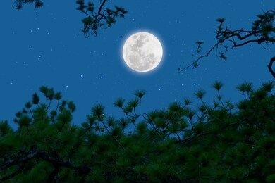 full moon with starry over pine  branches . romantic night. 