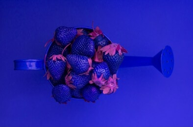 contemporary art, neon colors. blue surreal strawberries in a watering can on a blue background. harvest berries. healthy way of life, vitamins. purple. copy space, top view. layout for design.