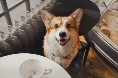 the corgi dog is sitting and drinking coffe on the chair in the cafe
