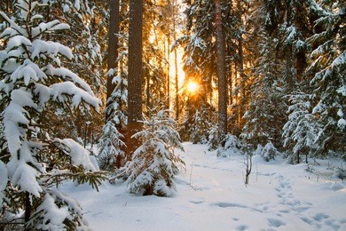 beautiful winter landscape with sunset in the forest