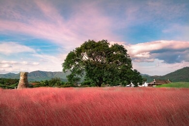 muhlenbergia capillaris pink muhly grass gyeongju, south korea