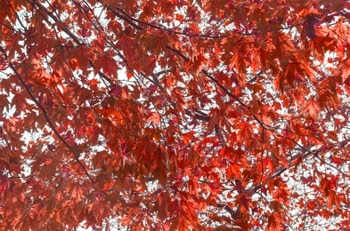 red, orange and yellow leaves against blue sky. autumn leaves on tree branch close-up. fall background. copy space. selective focus image.