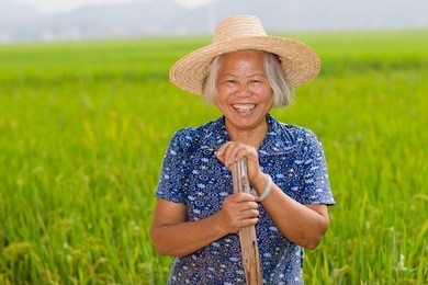 chinese senior female peasant in the rice filed