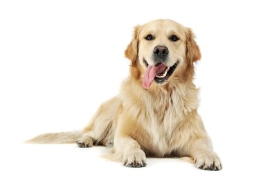 studio shot of an adorable golden retriever lying with hanging tongue - isolated on white background.