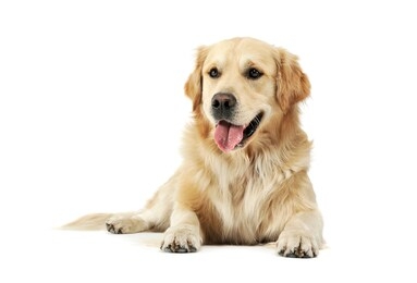 studio shot of an adorable golden retriever lying and looking satisfied - isolated on white background.