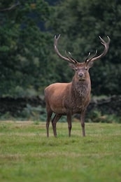 stag standing in a field looking at camera