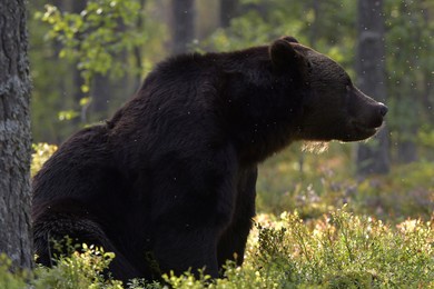 brown bear in the summer forest at sunset.  green forest natural background. scientific name: ursus arctos. natural habitat. summer season.