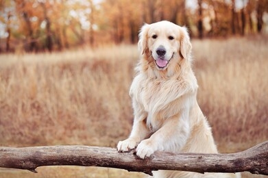golder retriever holding paws on a wooden fence