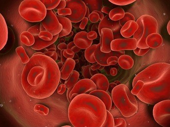 red blood cells.