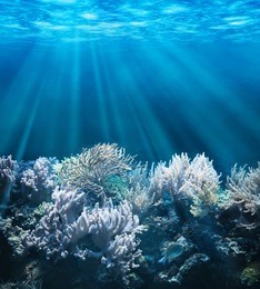 tranquil underwater scene with copy space 