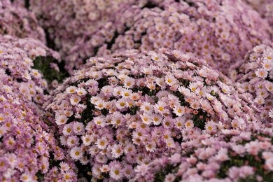 beautiful chrysanthemum plant in full bloom