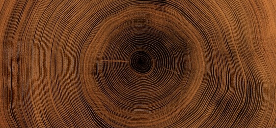 old wooden oak tree cut surface. detailed warm dark brown and orange tones of a felled tree trunk or stump. rough organic texture of tree rings with close up of end grain.