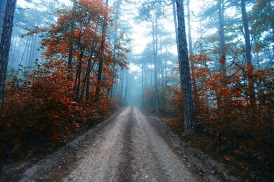 forest path in misty autumn forest 