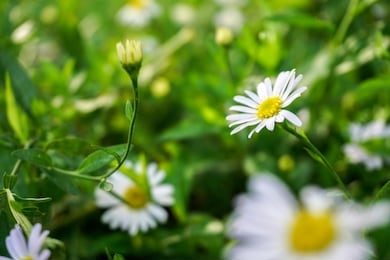 close up of white daisies on spring meadow green grass. common daisy flowers - bellis perennis.