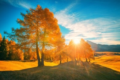 aerial autumn sunrise scenery with yellow trees.
