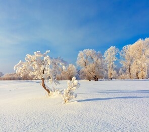 winter landscape. cold day. snow season.