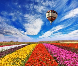 elegant multi-color rural fields with flowers. over field the huge air balloon flies