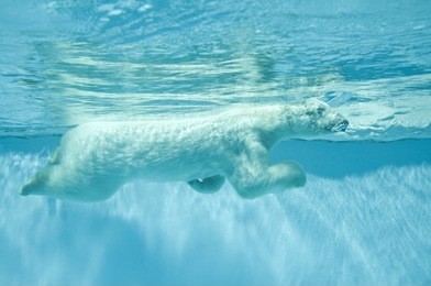 thalarctos maritimus (ursus maritimus) commonly known as polar bear swimming under water
