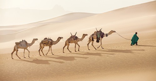 camels caravan in sahara desert