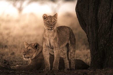 two lions (panthera leo) in serengeti national park, tanzania