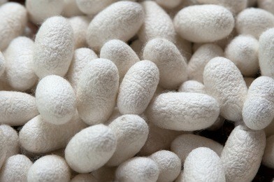 these are many silkworm (bombyx mori) cocoons. this is a natural source of silk before it's processed. 