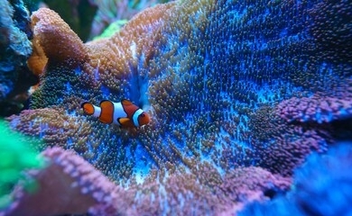 clownfish or anemonefish are fishes from the subfamily amphiprioninae in the family pomacentridae, in aquarium tank with reef as background.
