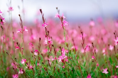 beautiful small dark pink flowers gaura lindheimeri in a garden.